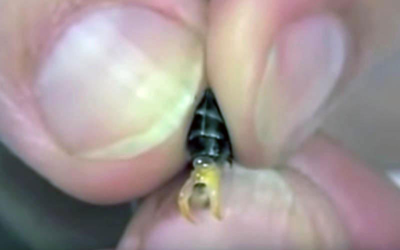 The abdomen of a live insect is firmly squeezed by human fingers, forcing internal structures to protrude under stress.