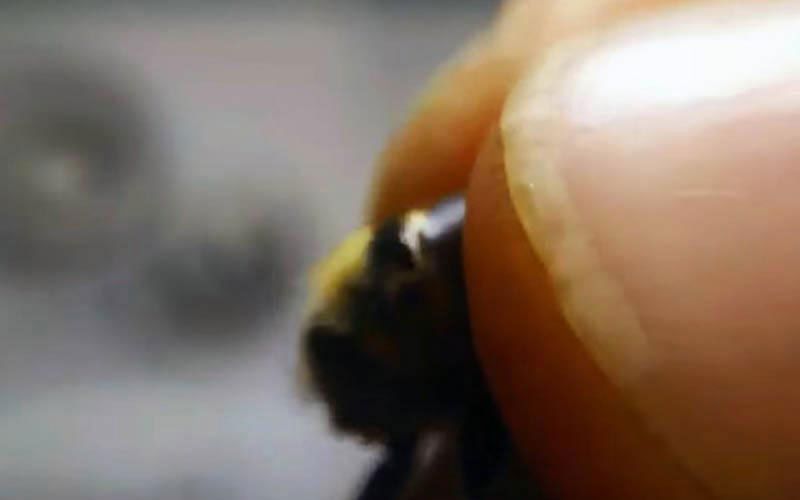 The rear of the insect's body is squeezed and constrained, subjecting it to aggressive mechanical manipulation outside its natural environment.