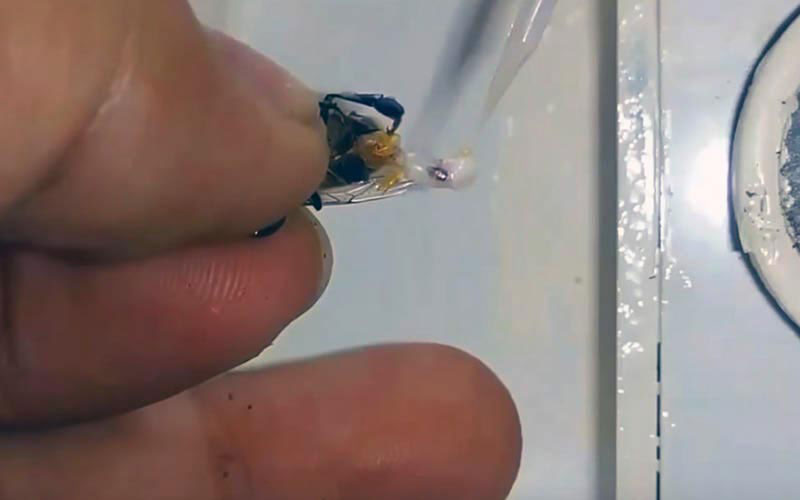 A surgical instrument approaches the exposed tissues directly while the insect is held captive between fingers.