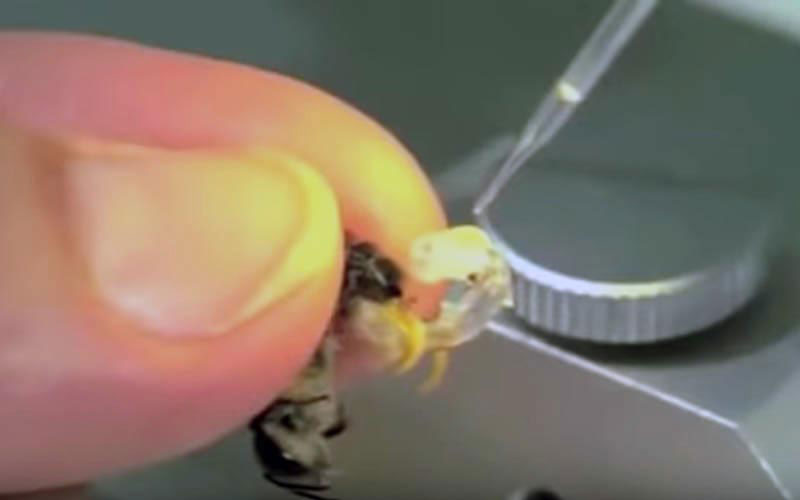 Close-up of the intrusive manipulation of exposed tissues, showing the anatomical violence inflicted on the animal's organism.
