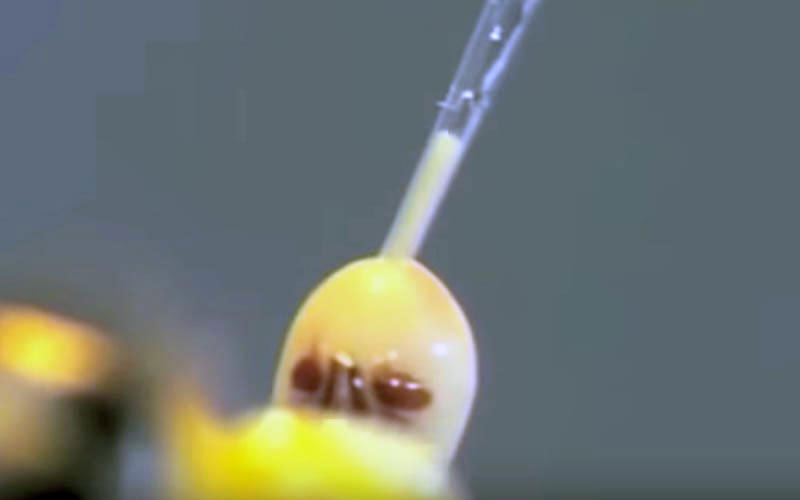 A micropipette is inserted directly into the biological fluids to forcibly aspirate the contents sampled from the immobilized insect.
