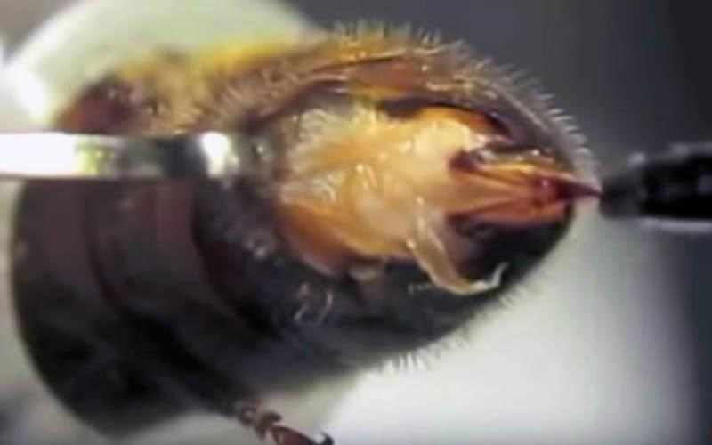 Under extreme magnification, metal forceps spread the abdominal plates to search the interior of the animal's body.