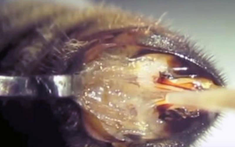 The genitals are forcibly held outside by metal instruments, completely violating the insect's anatomy.
