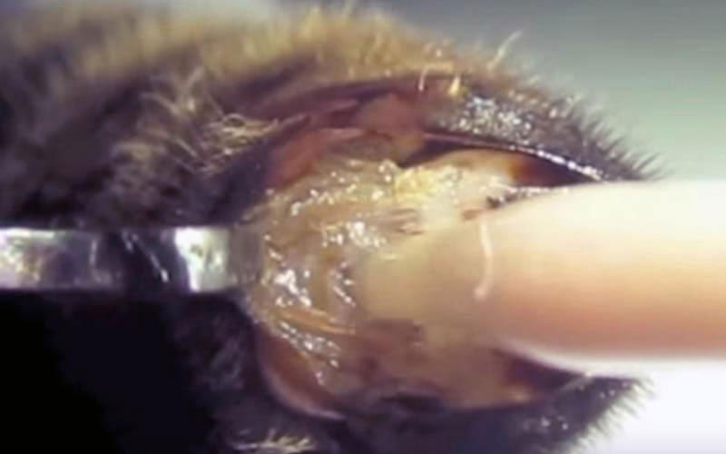 A collection tube penetrates deep into the everted internal structures to aspirate reproductive fluids by mechanical constraint.