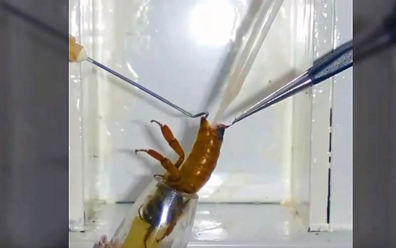 A close-up view shows the instruments holding a queen's body during the aggressive extraction of reproductive fluids.