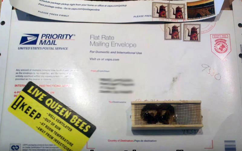 A queen bee locked in a tiny wooden cage is shipped through the mail like a simple commercial package.