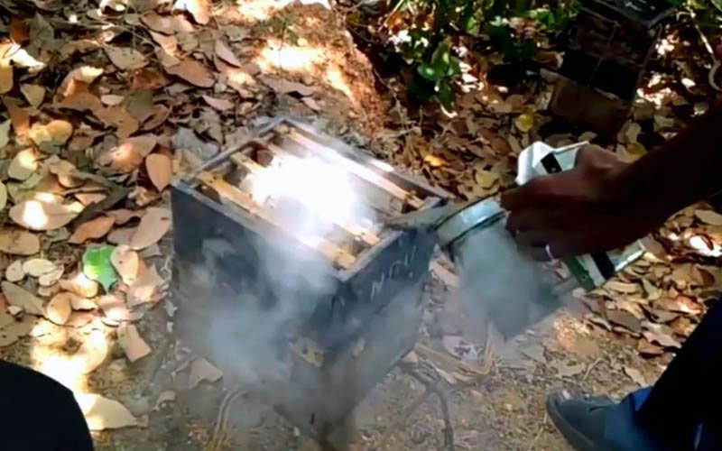 Smoke is blown into a breeding hive to disorient and subdue the occupants upon opening.