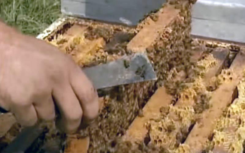 A metal tool brutally separates the hive frames amidst the swarming mass of insects.