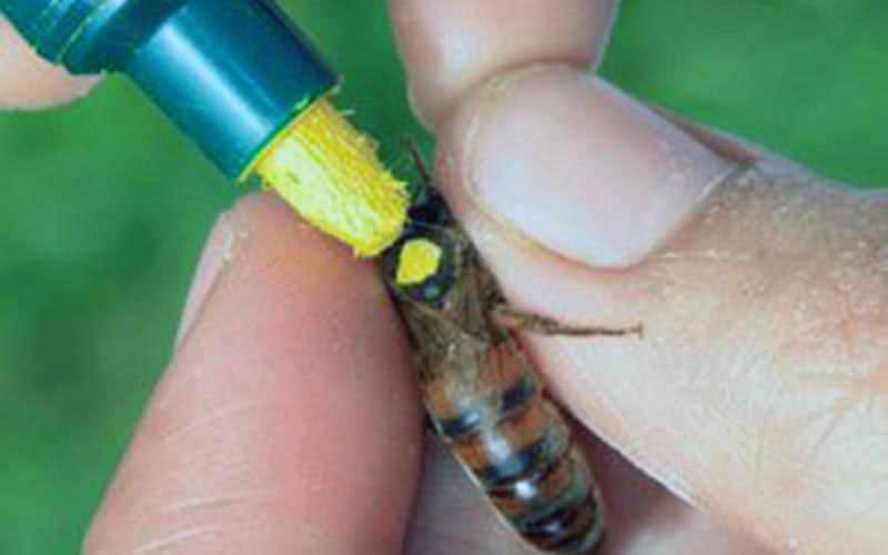 An applicator marks the head of a queen held captive between human fingers with a bright color spot.