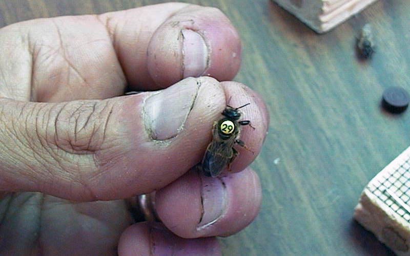 A queen bee wearing a numbered disc glued to her back is held between a breeder's fingers.