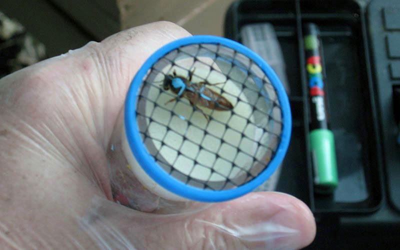 A queen marked with blue on her back is enclosed in a cylindrical tube equipped with a confinement grid.