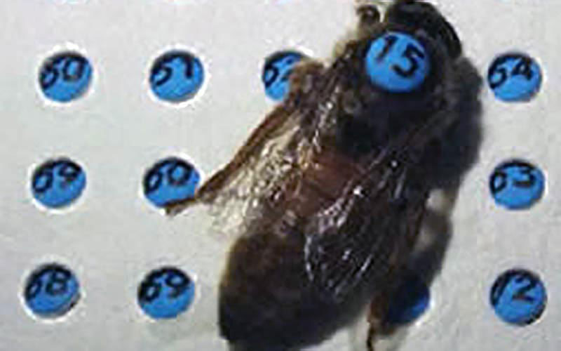 A queen marked with the number 15 is placed next to a numbered identification plate for breeding tracking.