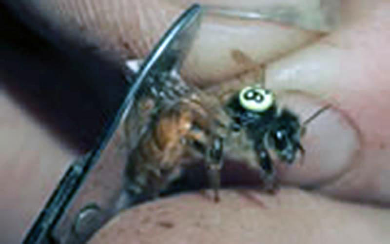 Scissors approach a marked queen closely to cut her wings, permanently limiting her freedom of movement.