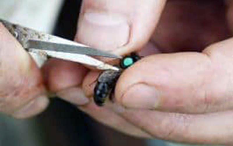 Scissors are used to cut a queen's wings to prevent her escape.