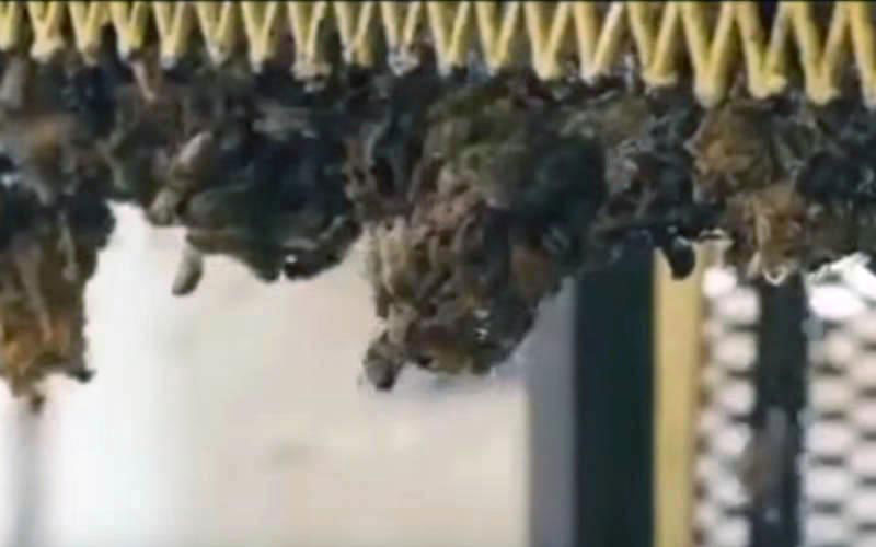 Many insects cling in a tight cluster to the suspended structures of a hive.