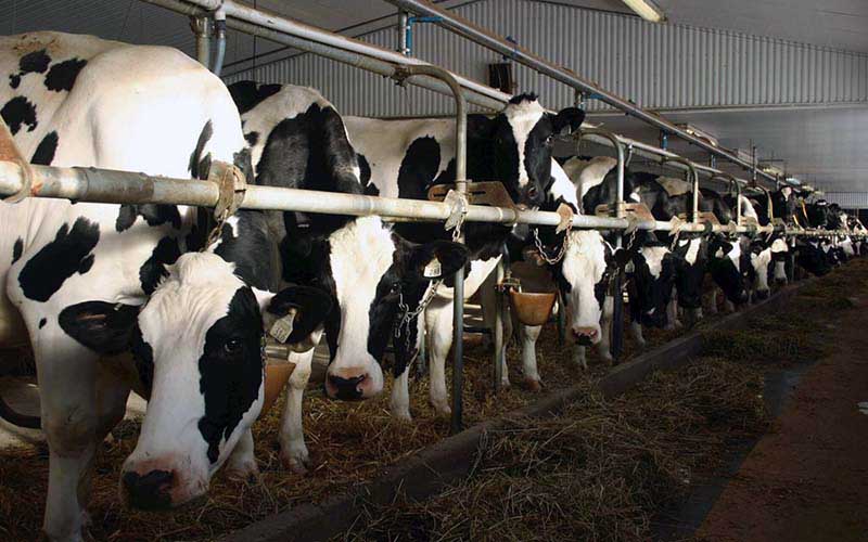 Cows lined up in stalls inside a barn.