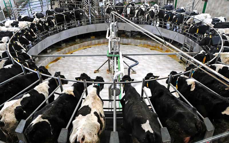 High-angle view of a circular rotary milking parlor with cows set in a ring.