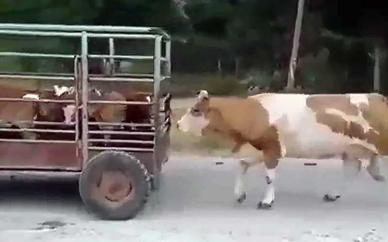 A cow walks alongside a small trailer carrying calves being towed on a road.
