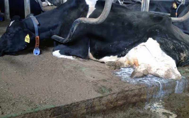 A cow lying down in a stall with its head on the ground.
