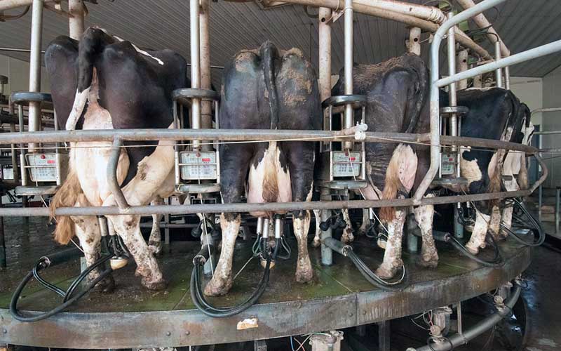 Rear view of cows on a rotary milking platform equipped with milking machines.