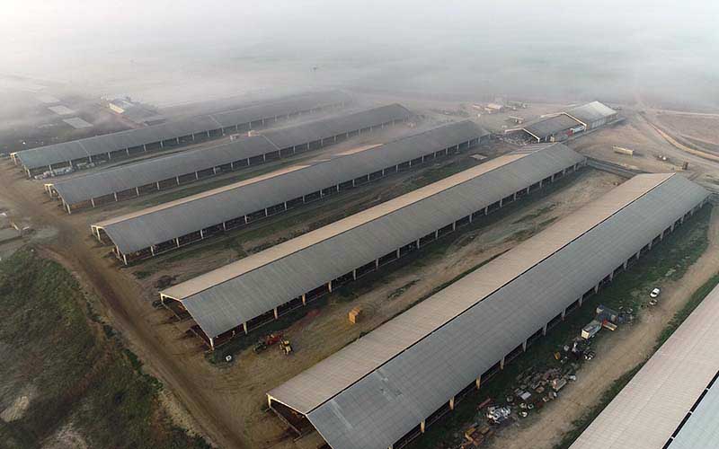 Aerial view of several large livestock sheds in foggy weather.