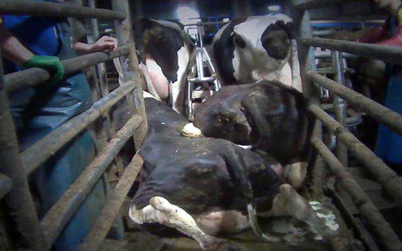 Cows crowded or lying down in a narrow metal structure, handled by workers.