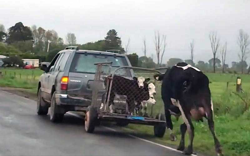 A cow runs alongside a small wire mesh trailer carrying young calves towed by a vehicle on a country road.