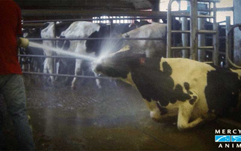 A person hoses down a cow inside a barn.