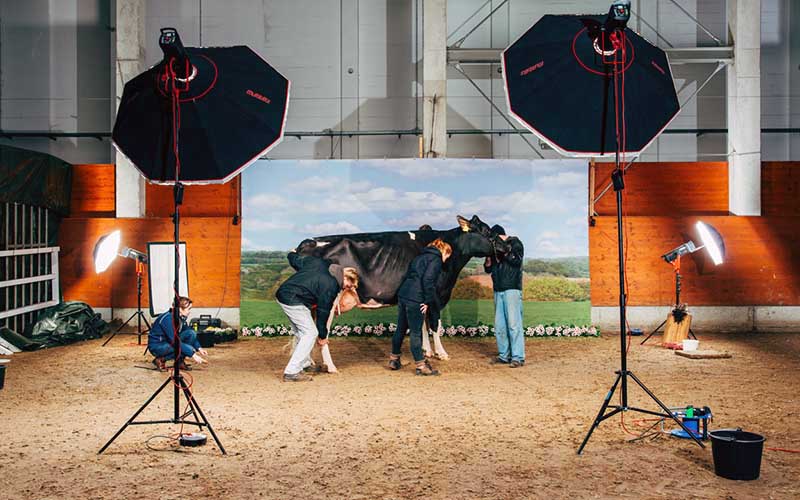 Several people tend to a cow in a professional studio-like setup with lighting equipment.