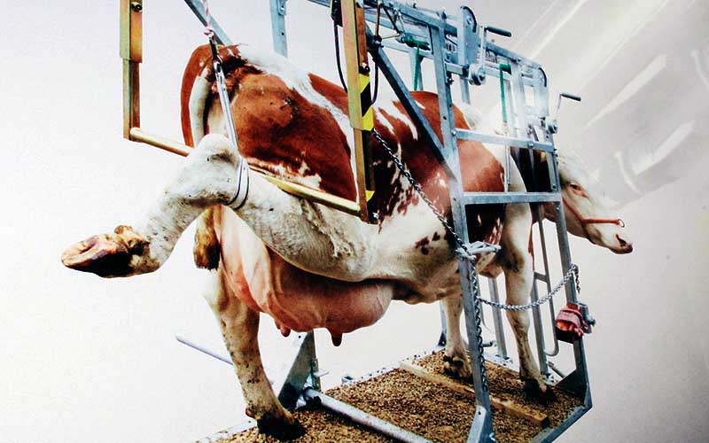 A cow secured and tilted on a metal structure for hoof care.