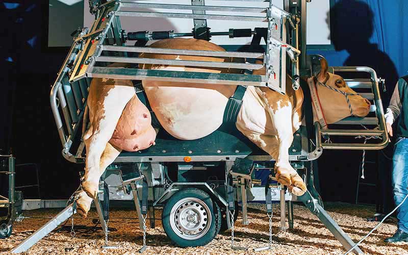 A cow held and lying on its side in a specialized transport vehicle or device.