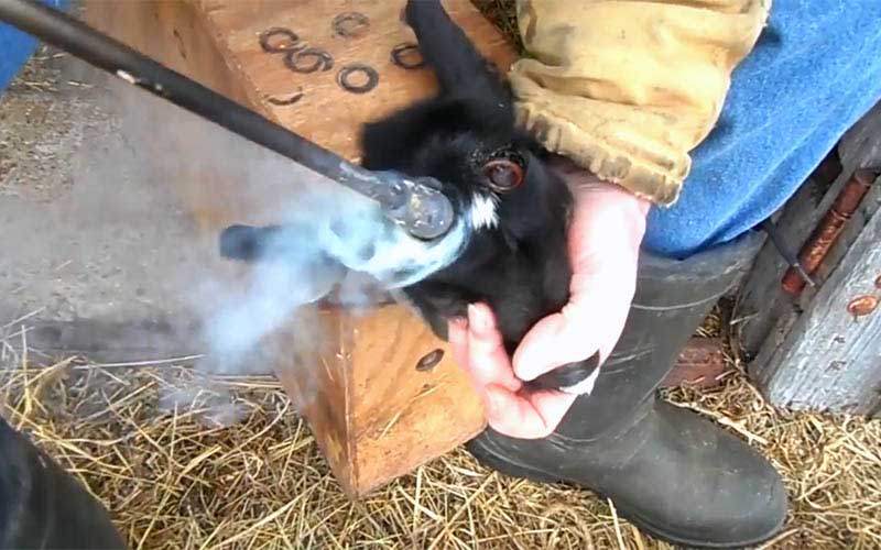 Close-up of a person disbudding a young animal with a heated tool.