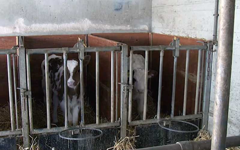 Young calves kept in individual wooden stalls with metal bars.