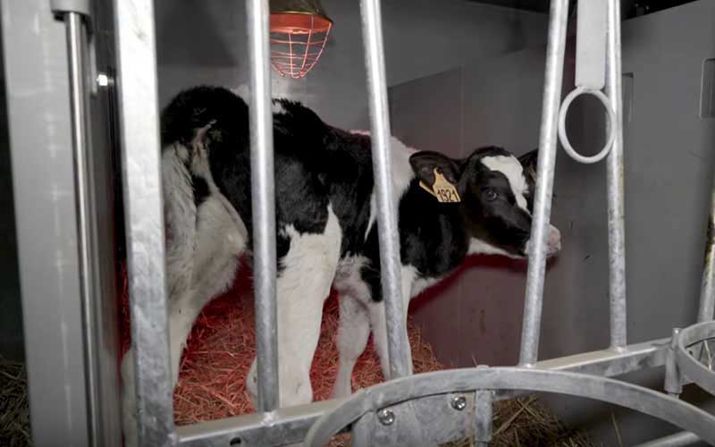 A young calf kept in a cramped enclosure with straw and a heat lamp.