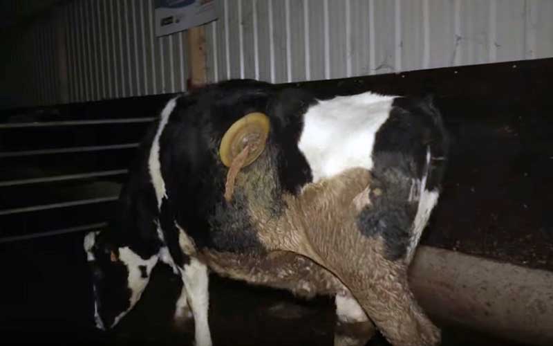 A cow fitted with a rumen cannula fistula on its flank inside a farm building.