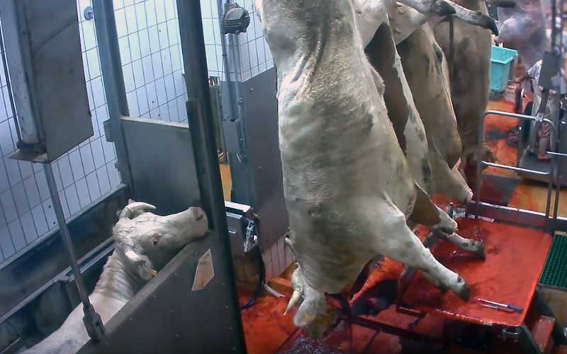 A live cow looking at suspended carcasses in a slaughterhouse.