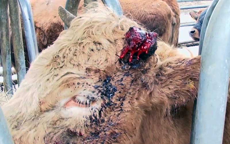 Close-up of a cow's head showing a bloody ear wound and blood stains on its face.