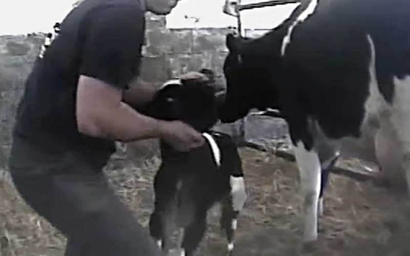 A person holding a young animal in an enclosure in the presence of an adult cow.