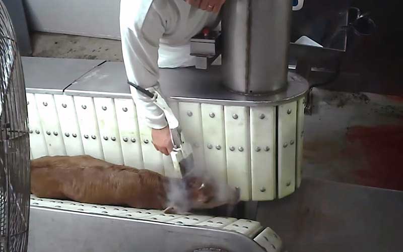 An animal on a mechanical conveyor in a processing facility, exposed to steam.