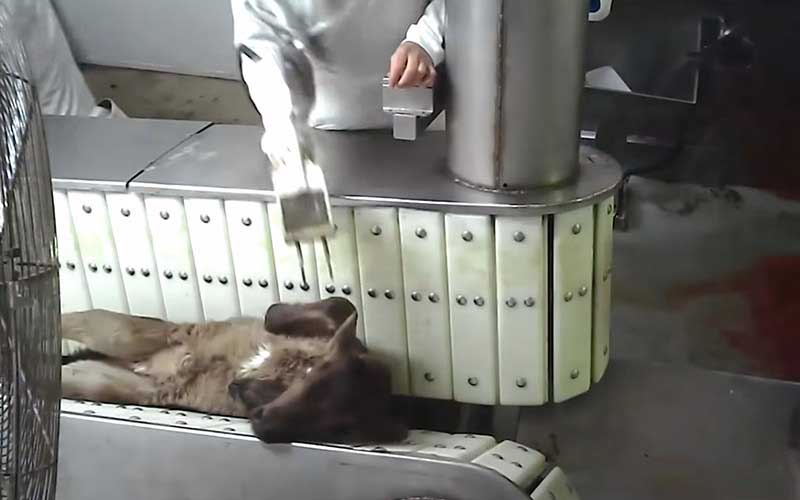 An animal lying on its back on a conveyor inside a plant.