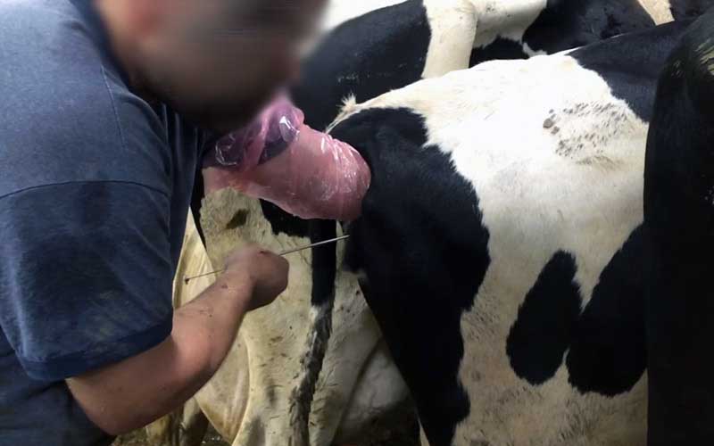 A person performing a procedure on the hindquarters of a cow using a sheathed device.