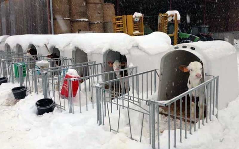 Several outdoor calf hutches aligned and partially covered with snow.