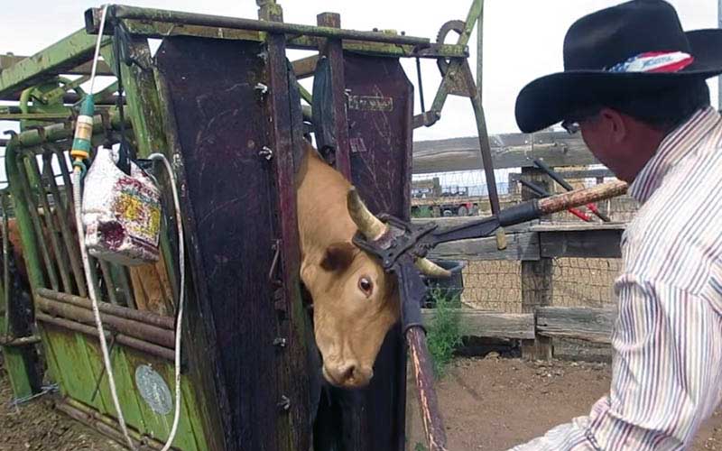 A cow restrained in a squeeze chute while a person works on its head.