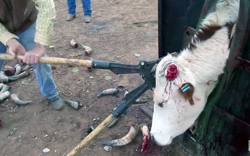 A person using a mechanical cutting tool on the head of a restrained cow.