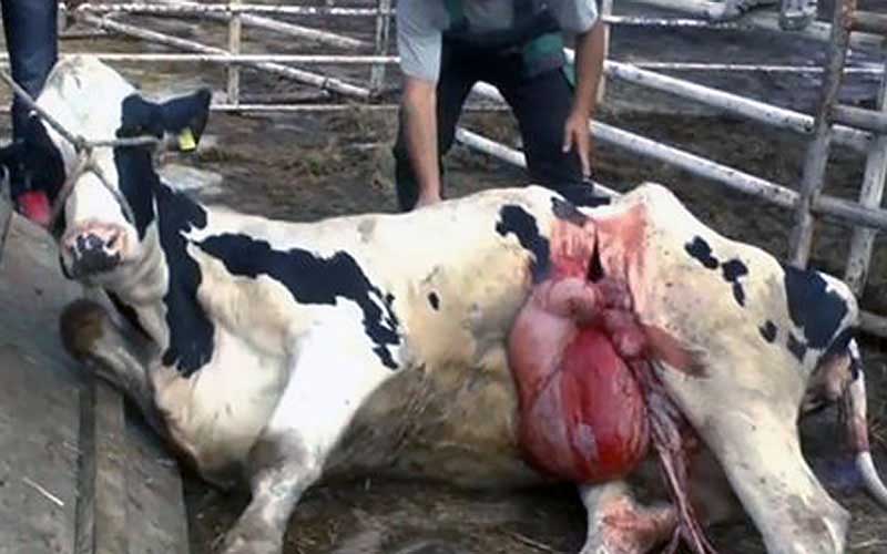 A cow lying on the ground with visceral tissue protruding from its flank.