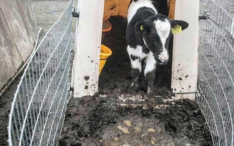 A young calf standing at the entrance of an individual hutch surrounded by mud.