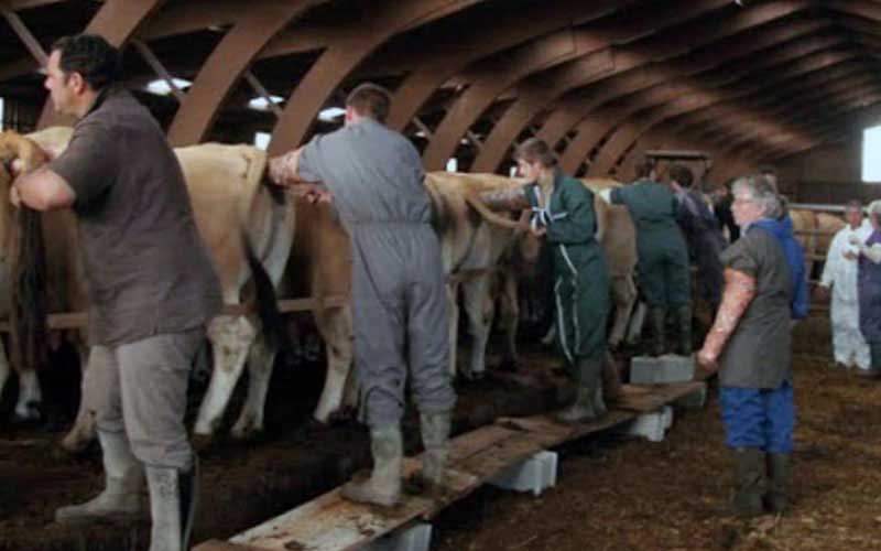 Several people in work clothes lined up to perform procedures on the hindquarters of a group of cows in a barn.