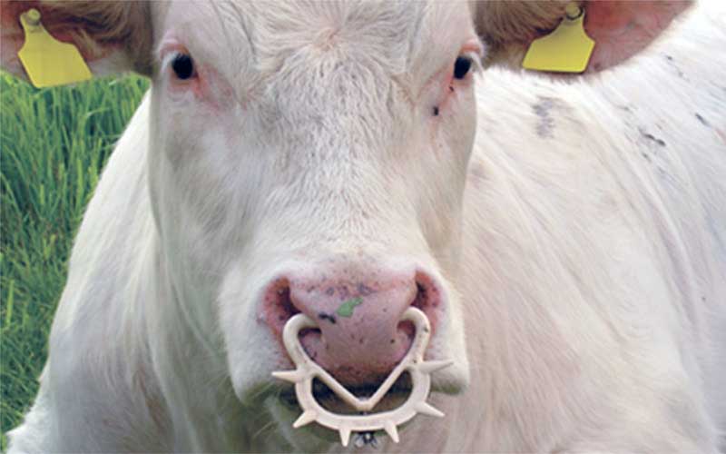 Close-up of a cow's head wearing a spiked nose ring.