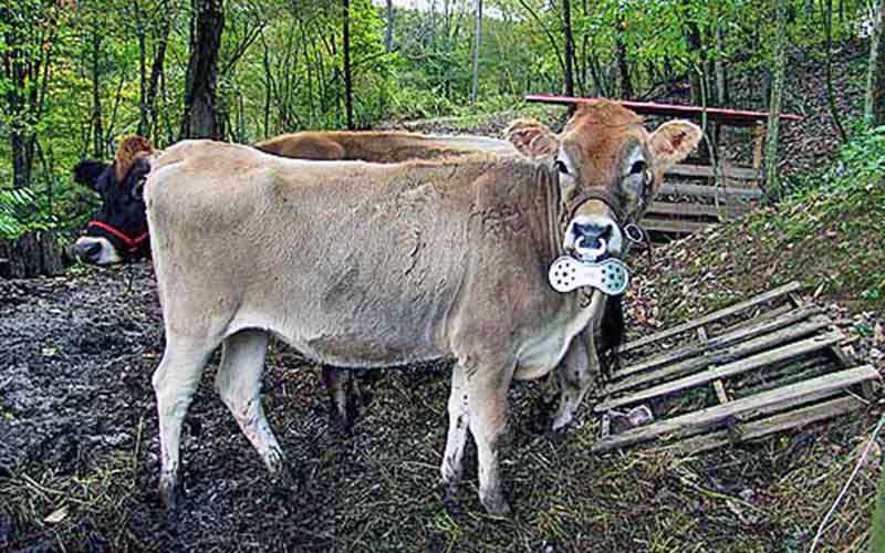 A cow in a pasture wearing a nose ring with a plate that prevents suckling.