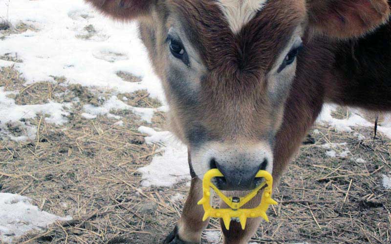 Close-up of the head of a young calf wearing a yellow plastic nose ring equipped with spikes.